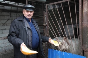 Анатолій Баталов з міста Корсунь-Шевченківський на Черкащині дає свиням гарбуз. Їх та двох курей доручає годувати синові Віталію Анатолій Баталов з міста Корсунь-Шевченківський на Черкащині дає свиням гарбуз. Їх та двох курей доручає годувати синові Віталію