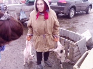 Жінка продає поросят у Жашкові на ринку живої худоби. Найдорожчі – м'ясних порід – 1,2 тисячі гривень за пару Жінка продає поросят у Жашкові на ринку живої худоби. Найдорожчі – м'ясних порід – 1,2 тисячі гривень за пару