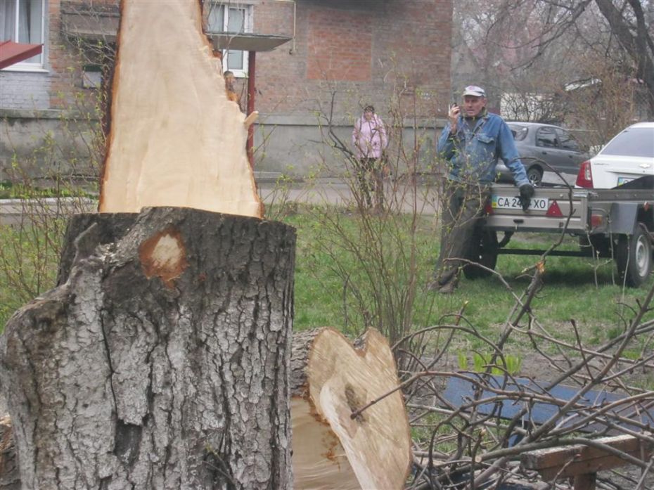Це дерево садили мої батьки 