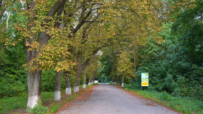Фото з Вікіпедії, автор Haidamac / алея Велико-бурімського парку