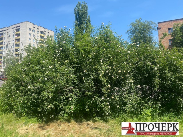 На Черкащині синоптики прогнозують локальні грозові зливи та спеку