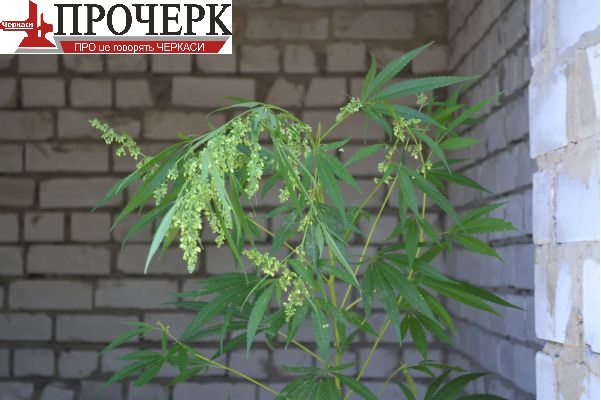 Торік в цій будівлі мала бути введена в експлуатацію муфельна піч… Торік в цій будівлі мала бути введена в експлуатацію муфельна піч…