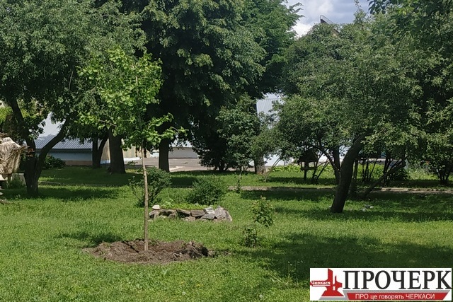 Посаджене цьогоріч у Дитячому парку Черкас дерево гінкго дволопатеве