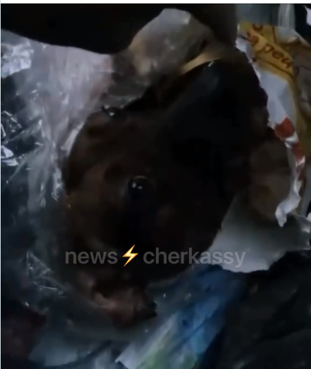 Скрін з відео з news_chrkssy