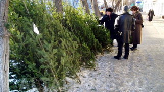 У Черкасах ялинками дозволено торгувати у 28 місцях У Черкасах ялинками дозволено торгувати у 28 місцях